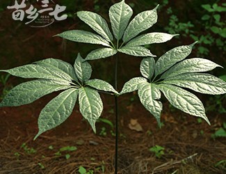 三七与土三七的区别，土三七含有毒性