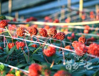 美图欣赏——三七的一生