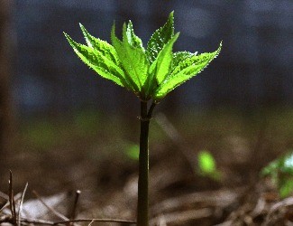 历史上导致三七价格暴跌的罪魁祸首到底是谁？（一）