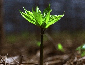 历史上导致三七价格暴跌的罪魁祸首到底是谁？（一）