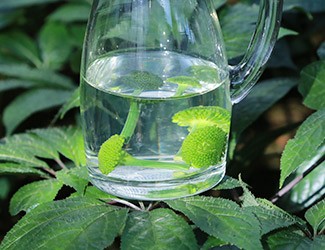 三七怎么吃——三七花雪碧饮，夏日里的一杯“怡红快绿”