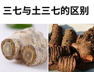 揭秘土三七和三七的差异性，警惕吃错易导致肝脏衰竭