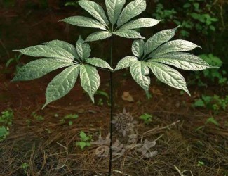 三七粉冲水的正确吃法，四个冲泡要领你知道几个？