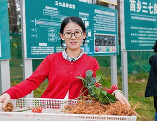 苗乡三七良种喜获丰收！！！